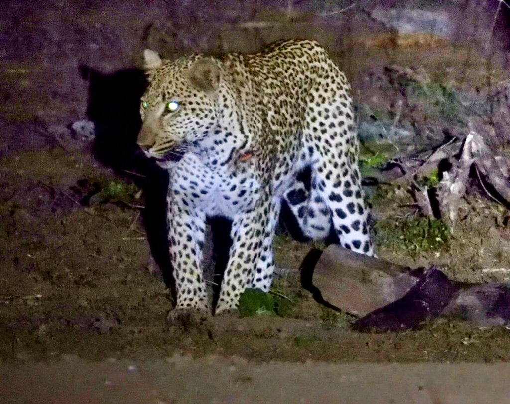 Instagram post from mahlathini_privat_game_reserve. This post is in position 18.