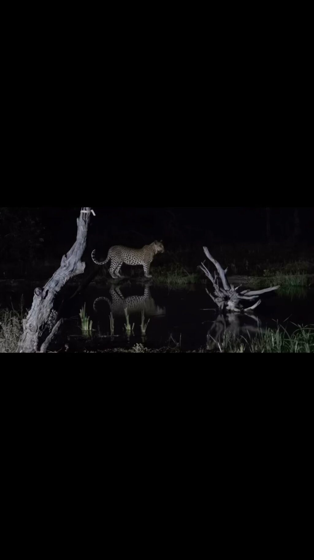 Instagram post from mahlathini_privat_game_reserve. This post is in position 29.