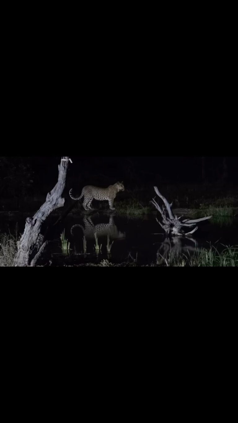 Instagram post from mahlathini_privat_game_reserve. This post is in position 30.