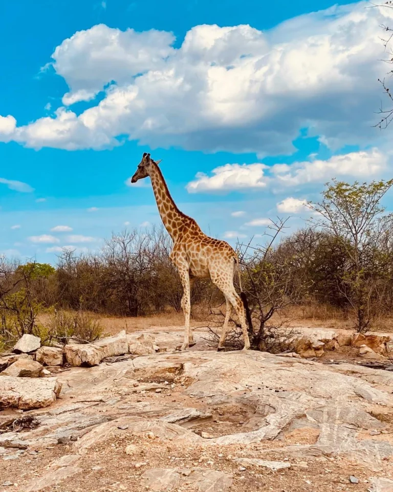 Instagram post from mahlathini_official. This post is in position 0.